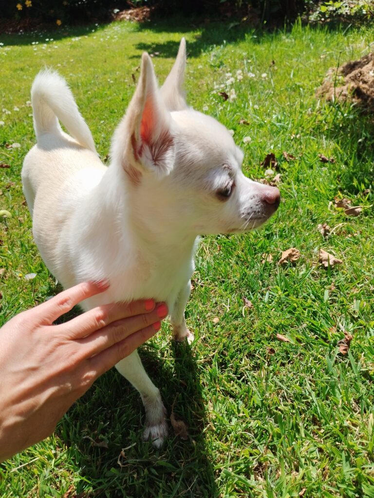 audrey-simon-communicatrice-animalière-finistere-energeticienne-animal