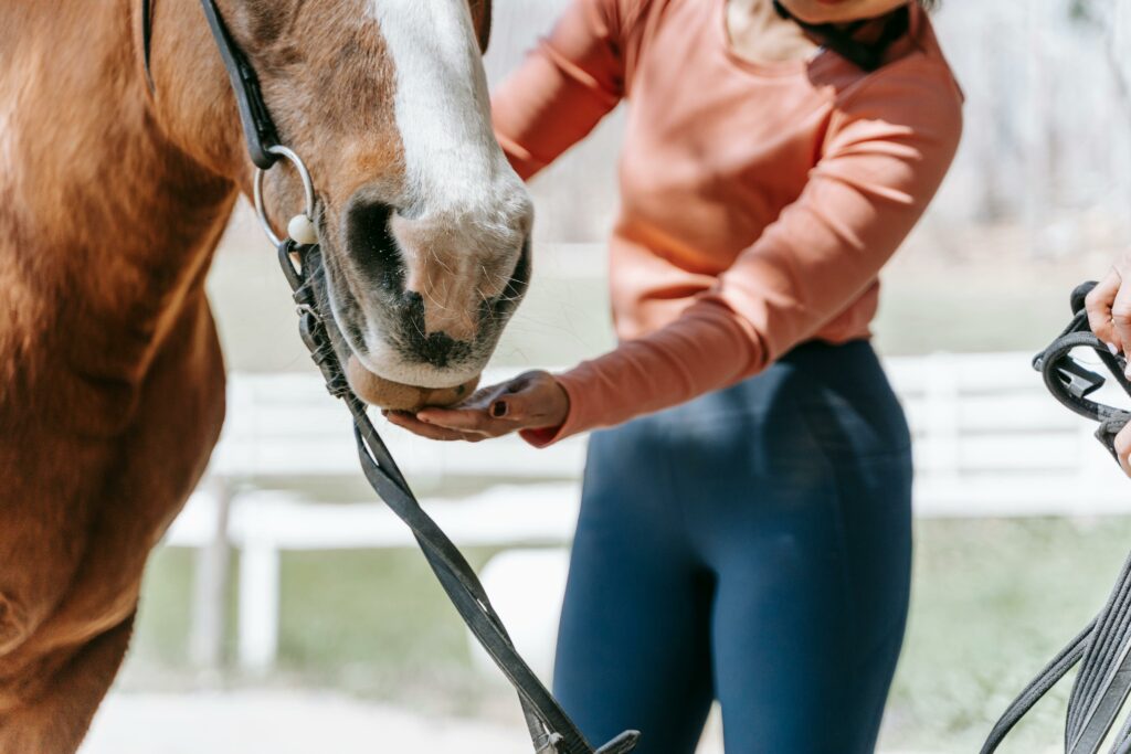 communication-animale-cheval-equitation-lien-cavalier