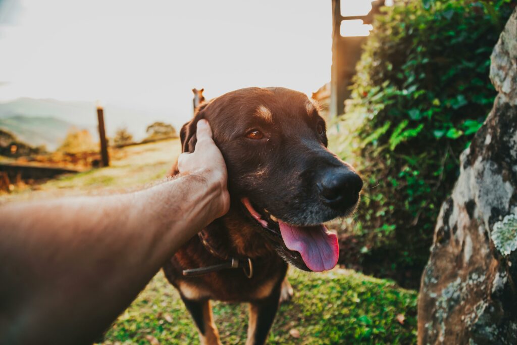 chien-communication-animale-audrey-simon-finistere