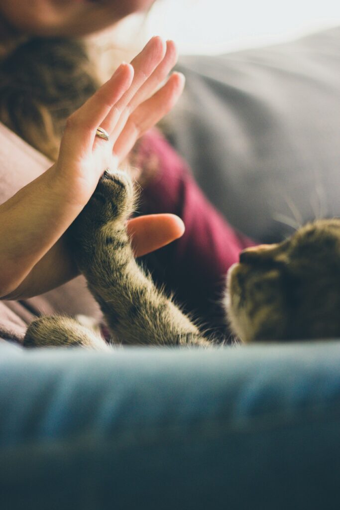 communication-animale-chat-lien-humain-animal