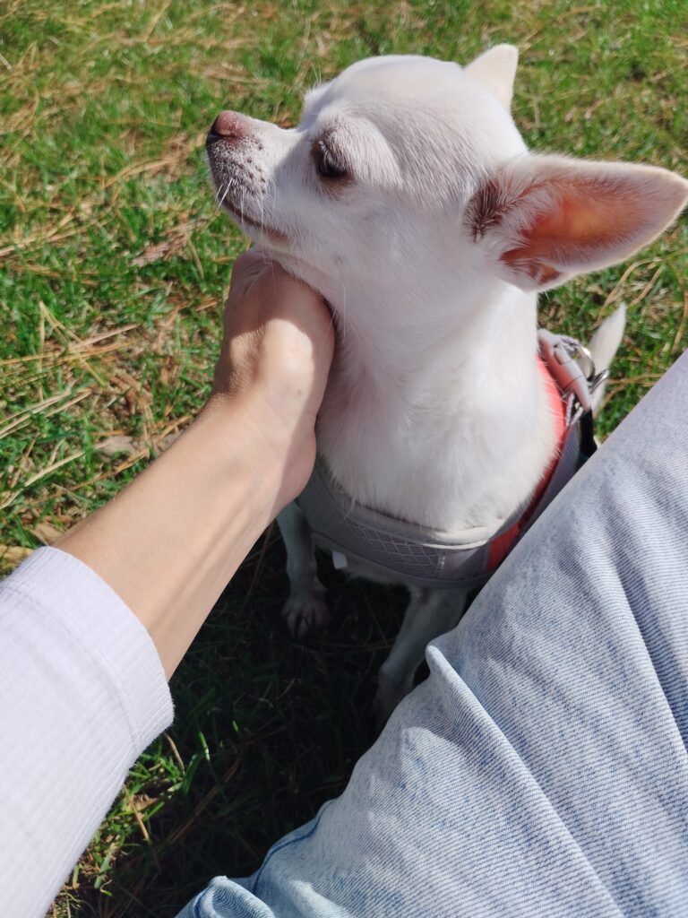 communication-animale-chien-anxieux-réactif-brest-finistère